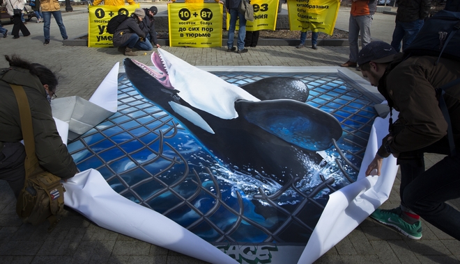 Ρωσία: Απελευθερώθηκαν φάλαινες που κρατούνταν αιχμάλωτες σε μικρές δεξαμενές