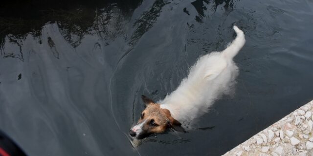 Αρχαία Ήλιδα: Καρέ-καρέ η επιχείρηση διάσωσης παγιδευμένου σκύλου σε αρδευτικό κανάλι