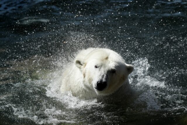 Κλιματική αλλαγή στη Ρωσία: Πολικές αρκούδες περιμένουν να σχηματιστεί θαλάσσιος πάγος