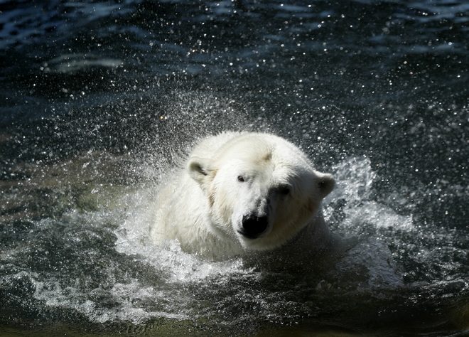 Κλιματική αλλαγή στη Ρωσία: Πολικές αρκούδες περιμένουν να σχηματιστεί θαλάσσιος πάγος