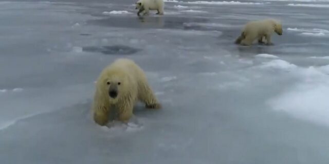 Κλιματική αλλαγή: Πολικές αρκούδες προσπαθούν να σταθούν στον πάγο που λιώνει