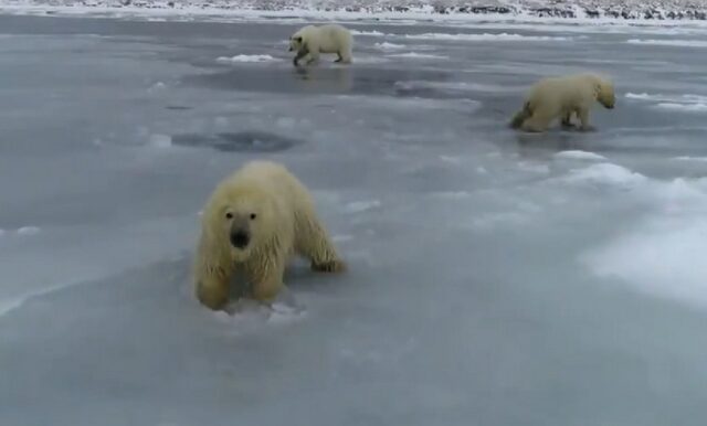 Κλιματική αλλαγή: Πολικές αρκούδες προσπαθούν να σταθούν στον πάγο που λιώνει