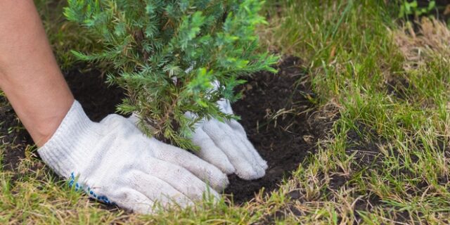 Κομοτηνή: Θα φυτευτούν 1.000 δέντρα στην Πανεπιστημιούπολη