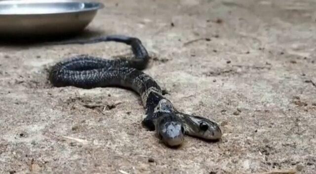 Βίντεο: Δικέφαλο φίδι έσπειρε τον πανικό στην Ινδία