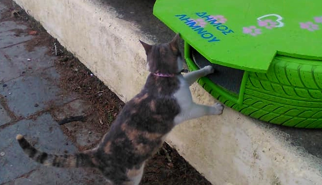 Λήμνος: Έφτιαξαν σπιτάκια για αδέσποτες γάτες από λάστιχα αυτοκινήτου
