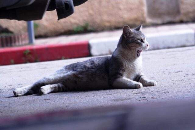 Θεσσαλονίκη: “Θα πατήσεις το γατί!” – Έτσι έκλεβαν τους οδηγούς
