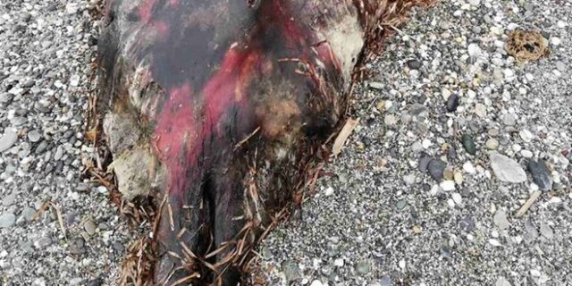 Θαλάσσιο κήτος 7 μέτρων ξεβράστηκε σε παραλία του Ρεθύμνου