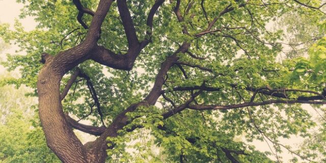 Βελανιδιά 500 ετών υποψήφια για το “δέντρο της χρονιάς”