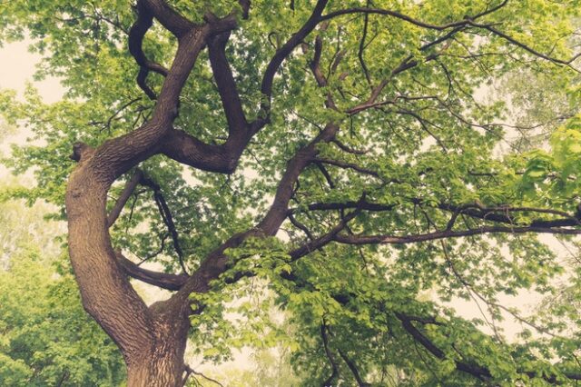 Βελανιδιά 500 ετών υποψήφια για το “δέντρο της χρονιάς”