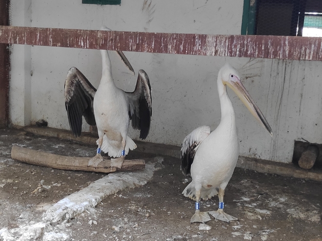 Λίμνη Κερκίνη: Εντοπίστηκε ο ιός της γρίπης των πτηνών σε αργυροπελεκάνους
