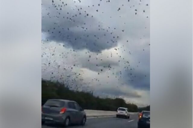 Εντυπωσιακό θέαμα: Σμήνη από ψαρόνια πετούν στην Εθνική Οδό