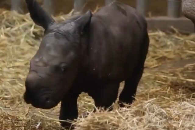 Βίντεο: Σπάνιος λευκός ρινόκερος που γεννήθηκε στο Βέλγιο “λιώνει” το διαδίκτυο