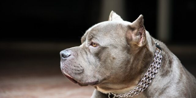 Έπαθε επιληψία και την κατασπάραξε το σκυλί της