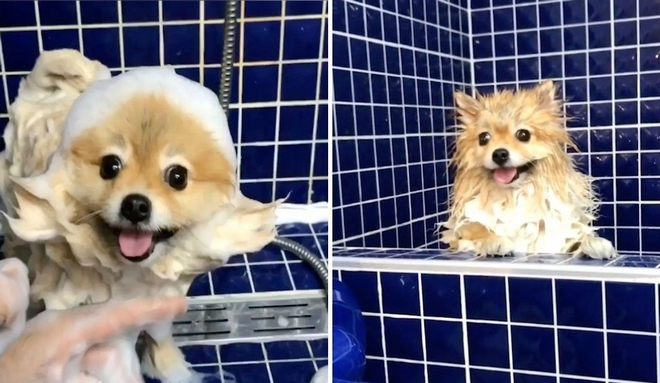Σκυλάκι έχει 400.000 ακόλουθους στο Instagram χάρη στα χτενίσματά του