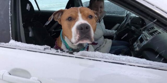 Σκύλος που είχε κλαπεί ταξίδεψε 3.200 χλμ. για να επιστρέψει στο σπίτι του