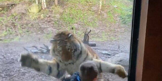 “Ο γιος μου ήταν στο μενού”: Τίγρης λιγουρεύεται παιδάκι και του επιτίθεται, αλλά…