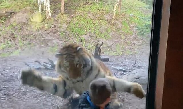 “Ο γιος μου ήταν στο μενού”: Τίγρης λιγουρεύεται παιδάκι και του επιτίθεται, αλλά…