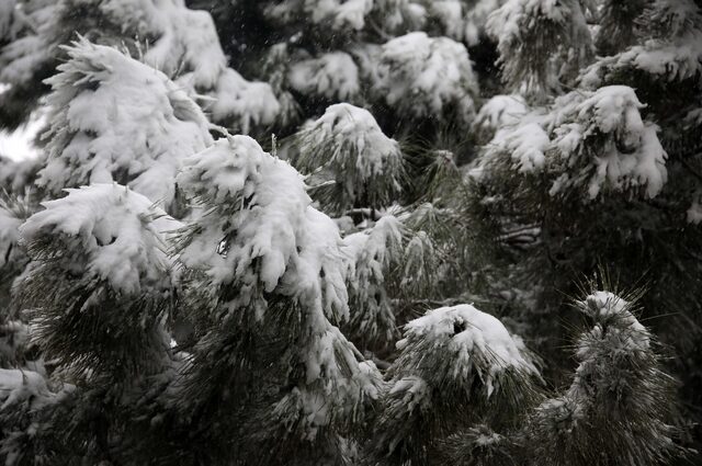 Ο Δεκέμβριος έφερε τα πρώτα χιόνια στο Νυμφαίο Φλώρινας