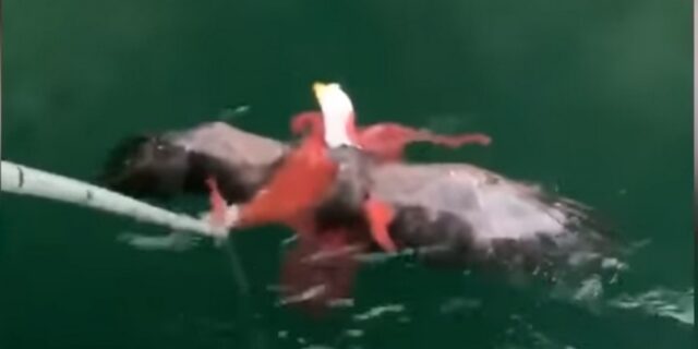 Βίντεο: Μάχη αετού με χταπόδι on camera