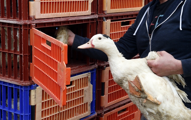 Ρουμανία: Ανησυχία από δεύτερο κρούσμα γρίπης πτηνών