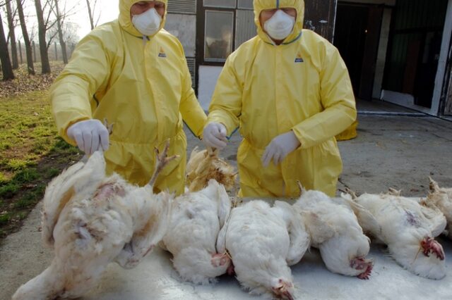 Ουγγαρία: Δεύτερο κρούσμα της γρίπης των πτηνών εντοπίστηκε μέσα σε μια εβδομάδα
