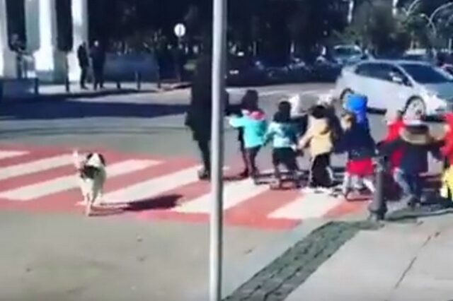 Γεωργία: Αδέσποτος σκύλος προστατεύει μαθητές που περνούν τον δρόμο