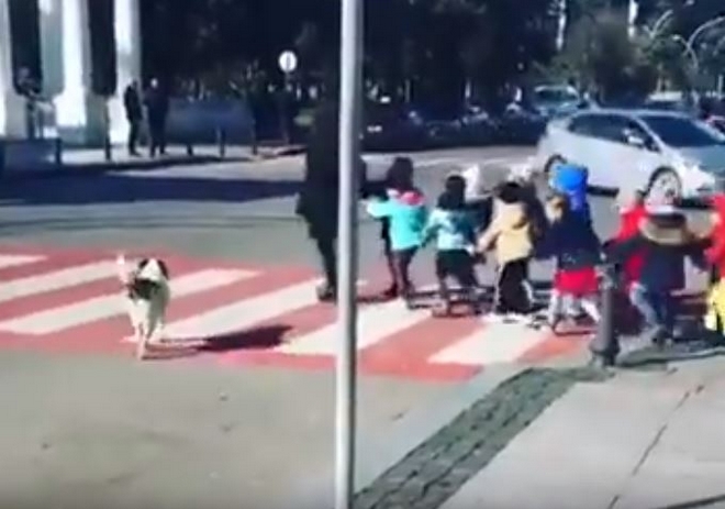 Γεωργία: Αδέσποτος σκύλος προστατεύει μαθητές που περνούν τον δρόμο