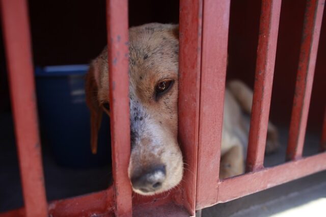 Κρήτη: Πρώτη σύλληψη στο νησί μετά τις αυστηρότερες ποινές για την κακοποίηση ζώων
