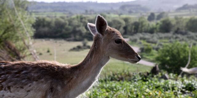 Δραματική διάσωση ελαφιού – Είχε εγκλωβιστεί σε πισίνα