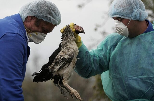 Ρουμανία: Επιδημία της γρίπης των πτηνών H5N8