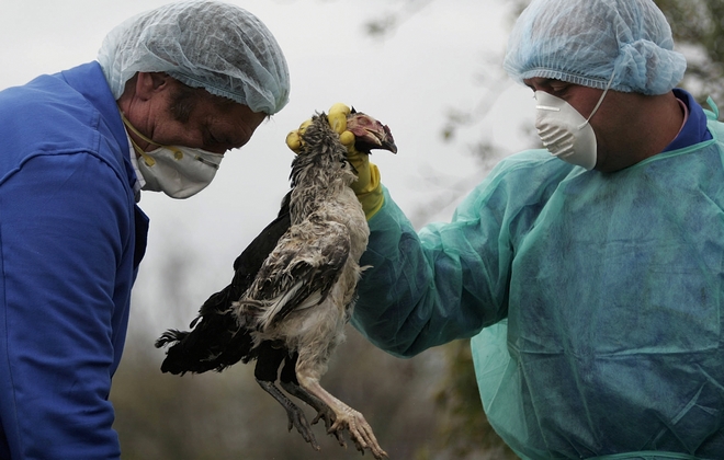 Ρουμανία: Επιδημία της γρίπης των πτηνών H5N8