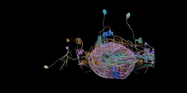 Η Google δημοσιεύει 3D χάρτη με τις συνάψεις νευρώνων του εγκεφάλου