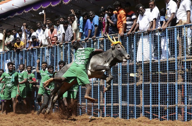 Ινδία: Ένας νεκρός σε παραδοσιακό φεστιβάλ – Ποδοπατήθηκε από ταύρο