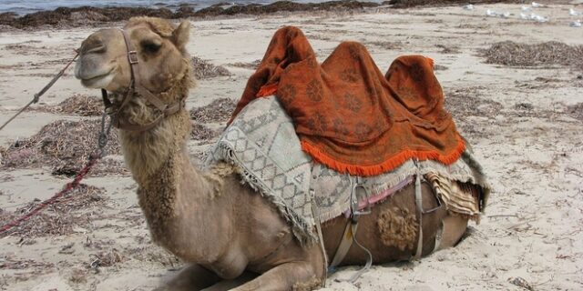 Αυστραλία: Πάνω από 10.000 καμήλες θα θανατωθούν γιατί “πίνουν πολύ νερό”