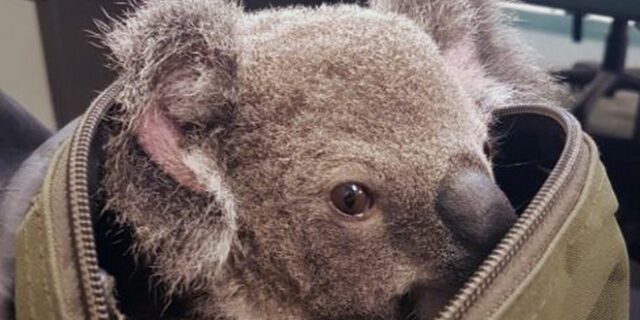 Με εξαφάνιση ως το 2050 απειλούνται τα κοάλα στη Νέα Νότια Ουαλία