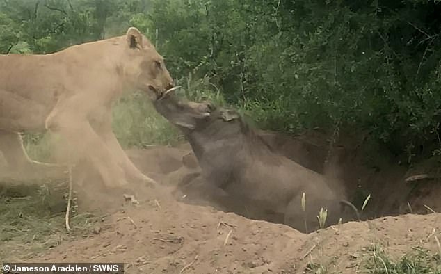 Κανένας Lion King: Λιοντάρι βγάζει Φακόχοιρο από τη φωλιά του και τον τρώει