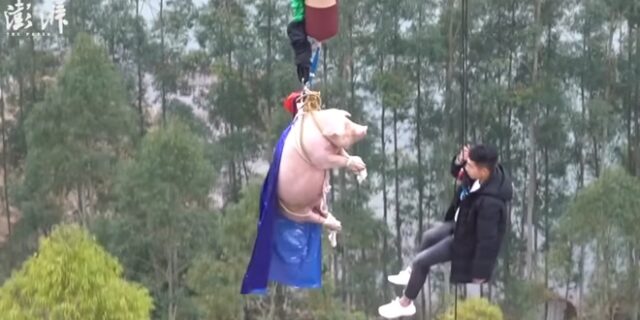 Αποτροπιασμός: Έκαναν bungee jumping σε γουρούνι και το έσφαξαν