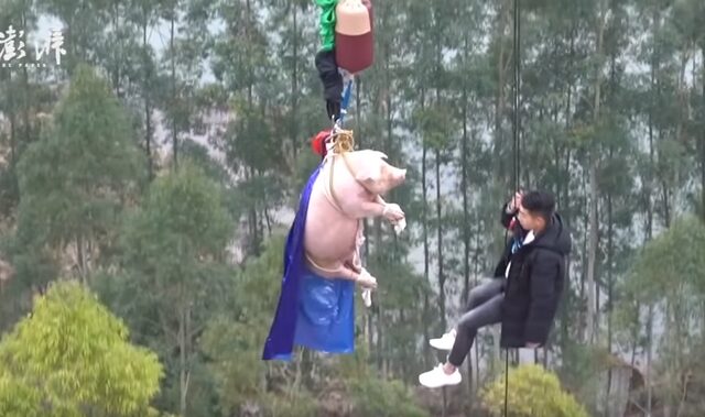 Αποτροπιασμός: Έκαναν bungee jumping σε γουρούνι και το έσφαξαν
