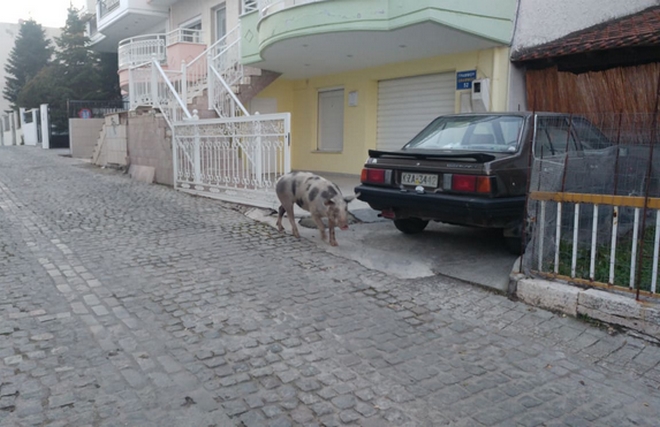 Κοζάνη: Γουρούνι το έσκασε από κτήμα κι “έκοβε βόλτες” στους δρόμους