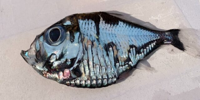 Το “μεταλλικό” τροπικό ψάρι που έγινε viral και τρέλανε το Twitter