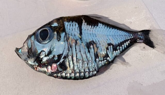 Το “μεταλλικό” τροπικό ψάρι που έγινε viral και τρέλανε το Twitter