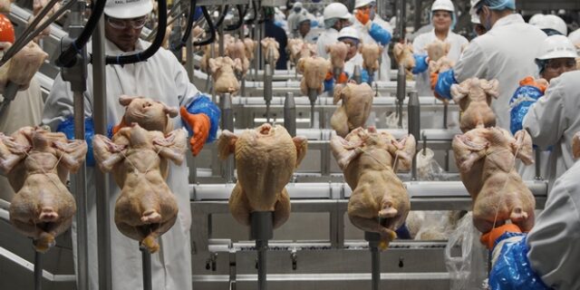Ουγγαρία: Η γρίπη των πτηνών “χτύπησε” αγρόκτημα με πάνω από 50.000 πουλερικά