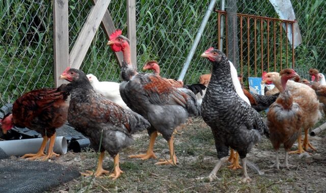 Τσεχία: Νέα κρούσματα της γρίπης των πτηνών