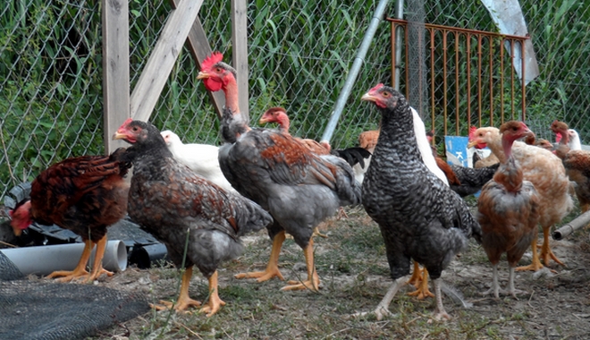 Τσεχία: Νέα κρούσματα της γρίπης των πτηνών