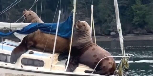 Δύο “αγκαλισμένοι” θαλάσσιοι ελέφαντες πλέουν σε ακυβέρνητο σκάφος