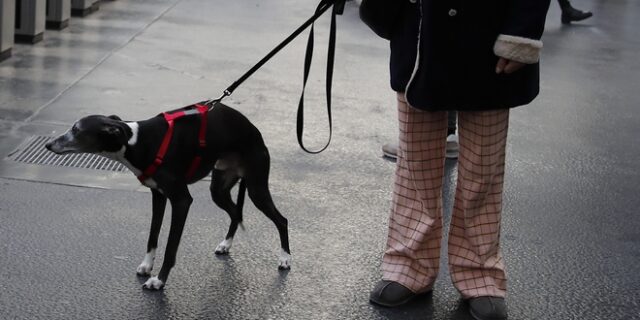 Γαλλία: Έξι μήνες φυλάκιση για άνδρα που σκότωσε σκύλο