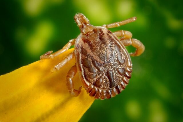 Νόσος Lyme ή μπορελλίωση: Τι είναι και πώς μεταδίδεται