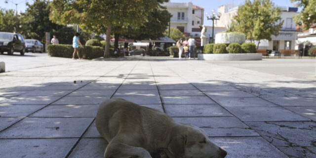 Θεσσαλονίκη: Εκπέμπει SOS για τα αδέσποτα