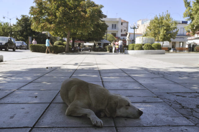 Θεσσαλονίκη: Εκπέμπει SOS για τα αδέσποτα