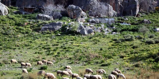 Ευρωπαϊκό Δικαστήριο: Απαλλαγή της Ελλάδας από πρόστιμο για τα βοσκοτόπια